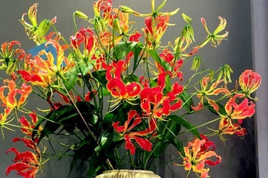 Loài hoa đỏ rực lửa từ Nhật "đốt" túi tiền khách dịp Tết