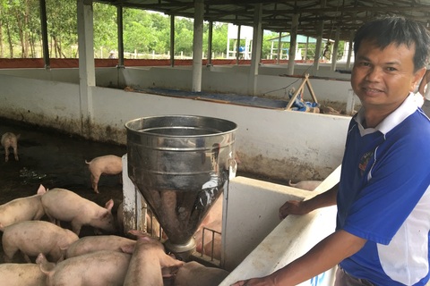 Giá thịt lợn vẫn cao mặc dù thuộc hàng đang... giải cứu