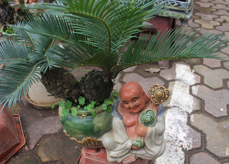 Chán mai, ngán đào, nhiều thượng đế săn lùng mua vạn tuế bonsai chơi Tết - 7 Chán mai, ngán đào, nhiều thượng đế săn lùng mua vạn tuế bonsai chơi Tết - 7
