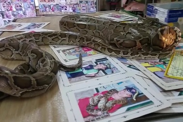 Ngôi đền linh thiêng toàn rắn độc bò lổm ngổm tứ phía