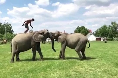 Nghệ sĩ xiếc biểu diễn thăng bằng nhào lộn với hai chú voi