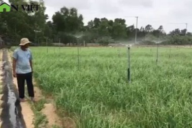 Clip "Vàng trắng bén duyên" trên đất Bình Sơn, Quảng Ngãi.