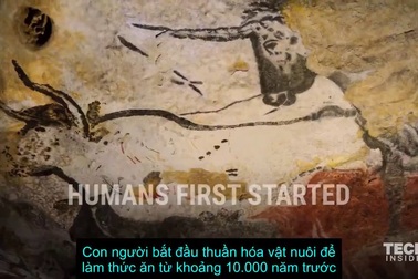 Các loài vật đã thay đổi như thế nào kể từ khi con người bắt đầu thuần hóa chúng?