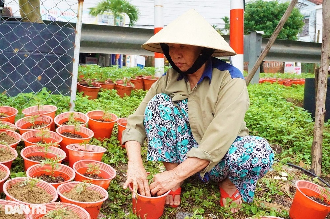 Nông dân vớt hoa trong nước lũ: Năm nay mất Tết rồi! - 7 Nông dân vớt hoa trong nước lũ: Năm nay mất Tết rồi! - 7
