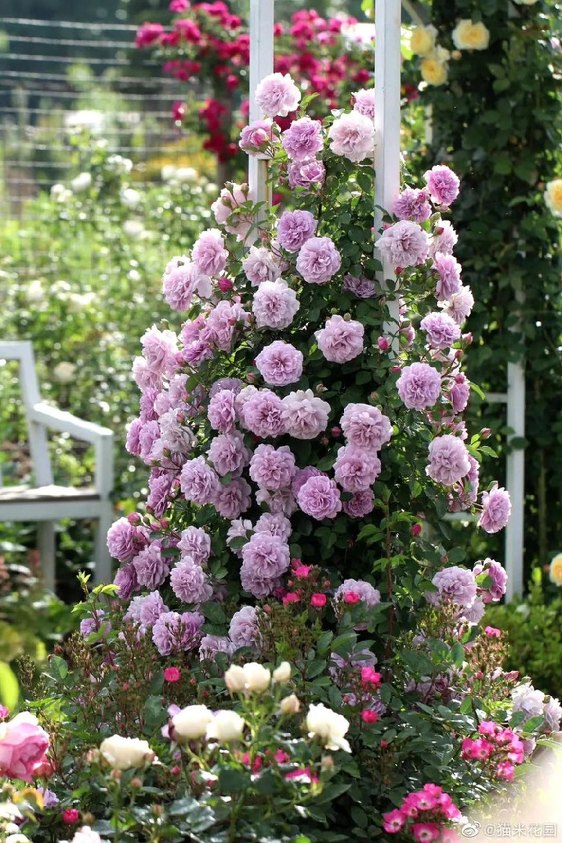 Cặp vợ chồng bán nhà thành phố, về ngoại ô làm vườn trồng 2.000 loài hoa - 11