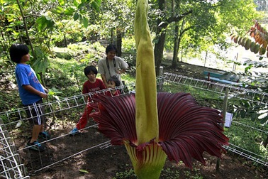 “Hoa xác chết” nở rộ tại Indonesia