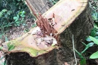 Phát hiện thêm một vụ phá rừng nghiêm trọng tại Quảng Bình