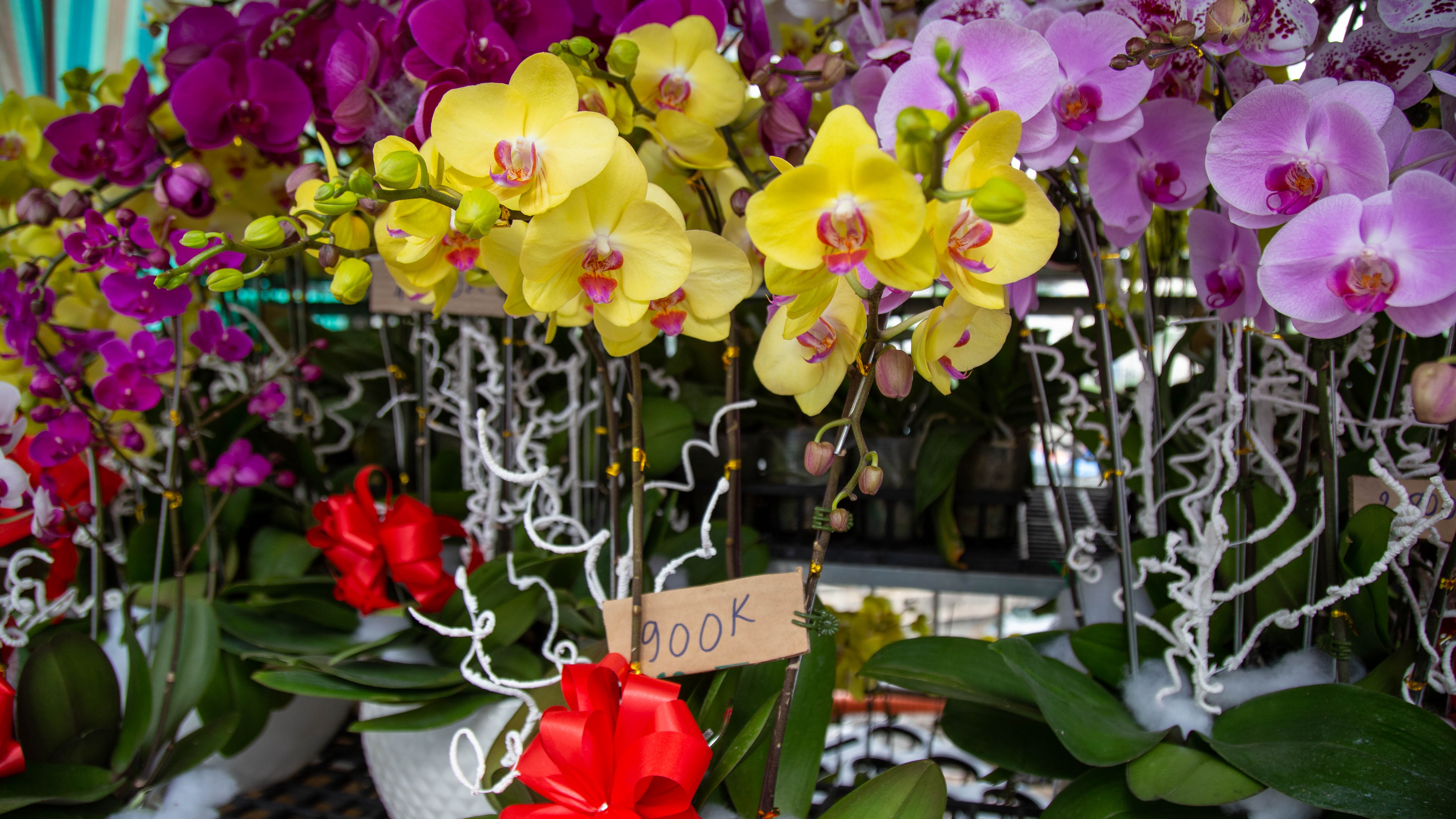 Nhiều ngày phơi mặt không bán nổi hoa, tiểu thương khóc thét lo mất Tết - 13