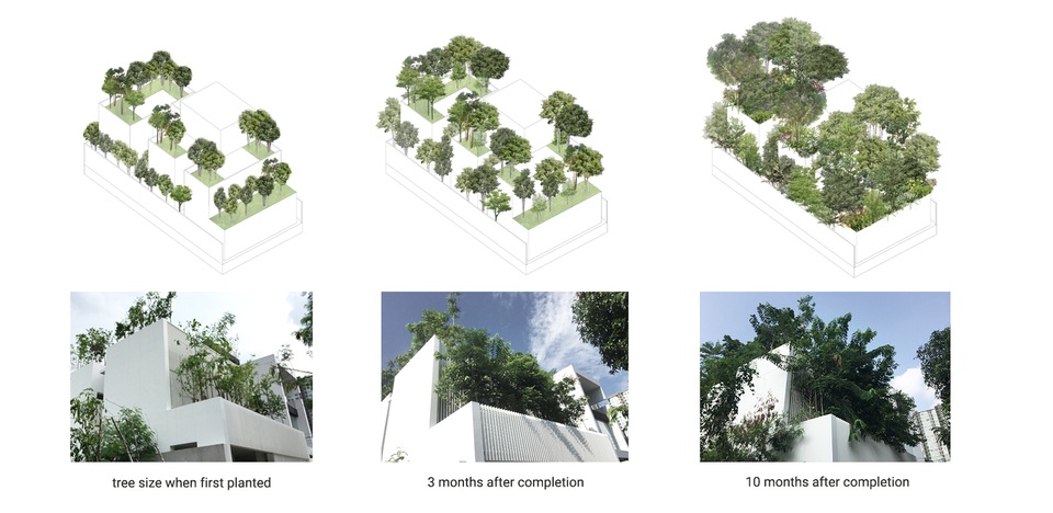 Độc đáo nhà trồng hơn 100 loại cây xanh, vào bên trong như rừng nhiệt đới - 12