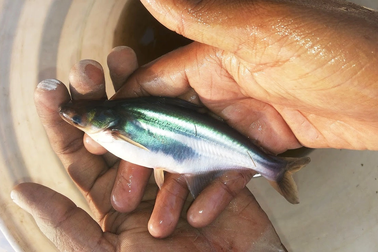 Ôm cổ phiếu địa ốc, đại gia thủy sản Vĩnh Hoàn mắc cạn