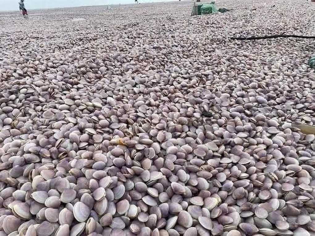 Hàng chục tấn ngao phủ kín bờ biển Nam Định - 2 Hàng chục tấn ngao phủ kín bờ biển Nam Định - 2