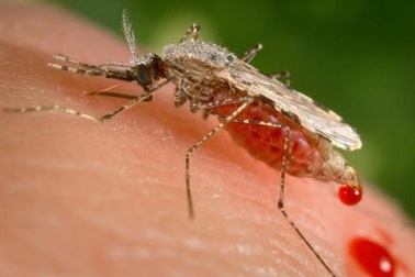 Thành phần trong kem đánh răng có thể giúp ngăn ngừa ký sinh trùng sốt rét kháng thuốc