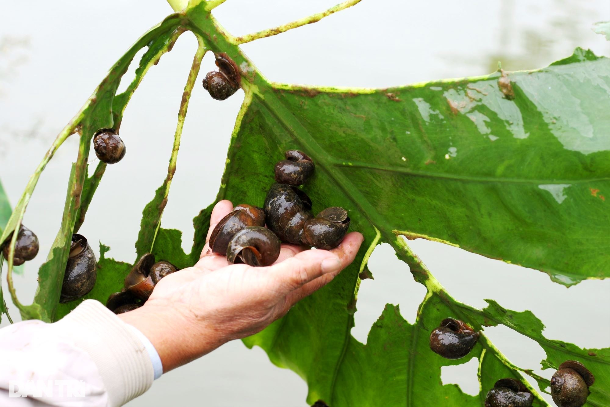 Cán bộ xã về hưu, biến đất đồi thành trang trại tam nông cho thu nhập cao - 4 Cán bộ xã về hưu, biến đất đồi thành trang trại tam nông cho thu nhập cao - 4