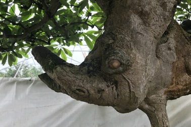 Cây hoa sữa dáng giống voi Bà Triệu, khách trả 6 tỷ đồng không bán