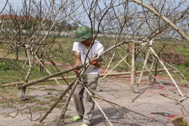 Đào ế ẩm, nhiều tiểu thương "mất" Tết!
