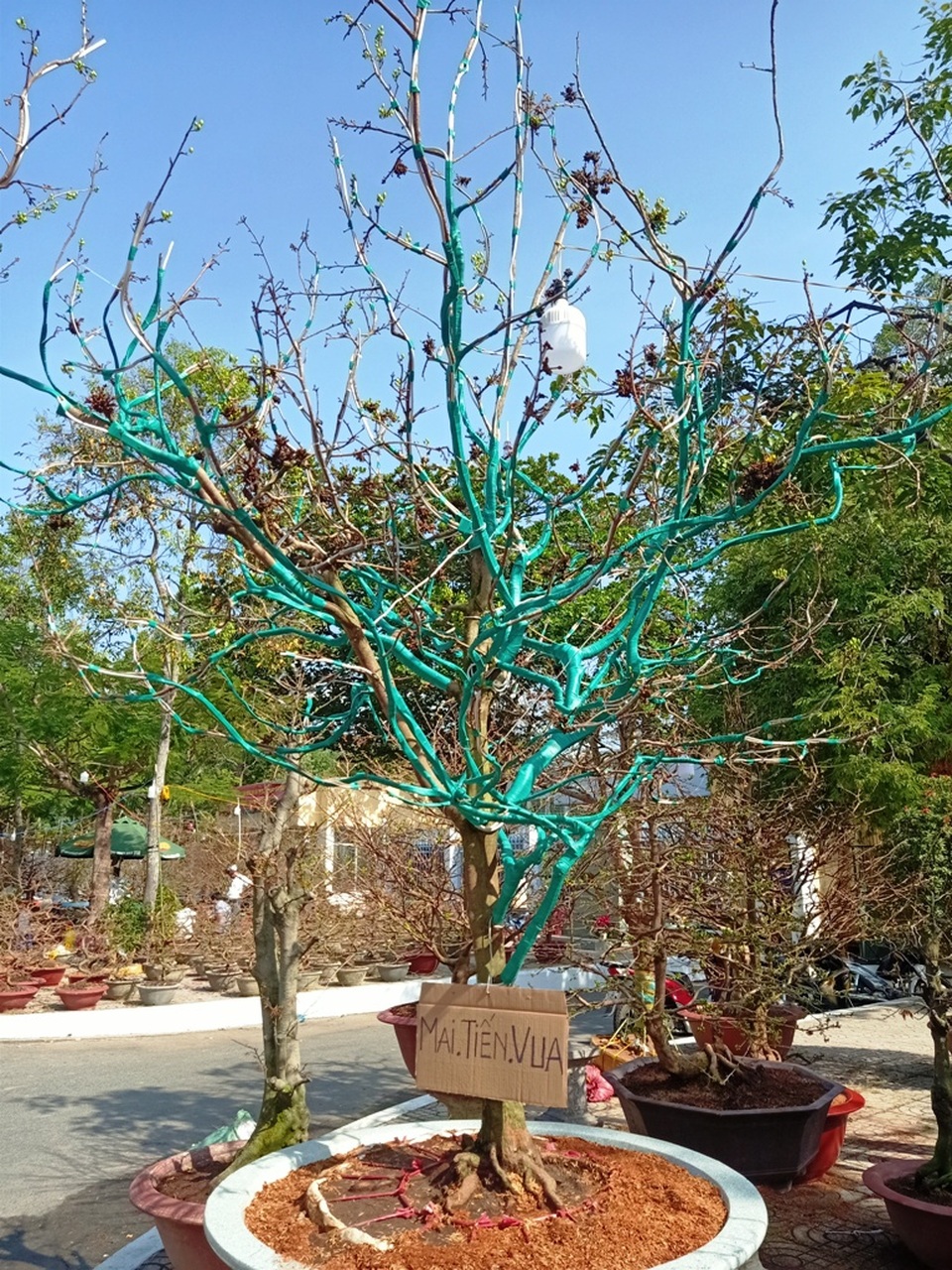 Độc đáo cây mai Tiến Vua quý hiếm ở chợ hoa Xuân Cần Thơ - 1 Độc đáo cây mai Tiến Vua quý hiếm ở chợ hoa Xuân Cần Thơ - 1