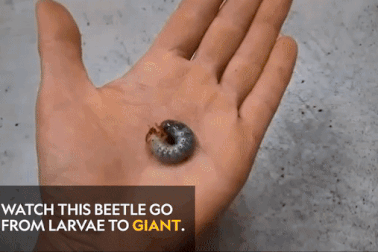 Mục sở thị toàn bộ quá trình biến đổi của loài bọ cánh cứng khổng lồ