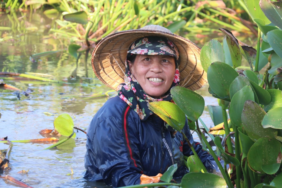 Nông dân thu lợi từ cây kẻ thù của ruộng đồng - 6 Nông dân thu lợi từ cây kẻ thù của ruộng đồng - 6
