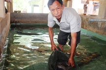 Bí kíp kiếm 400 triệu đồng/năm nhờ nuôi chình của lão nông đất võ Bình Định