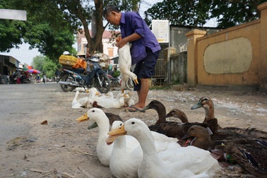 Tết Đoan Ngọ, mua vịt đi lễ nhà ngoại