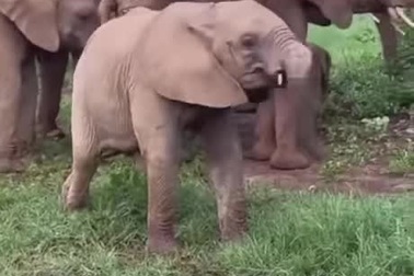 Chú voi non đùa nghịch với vòi của mình