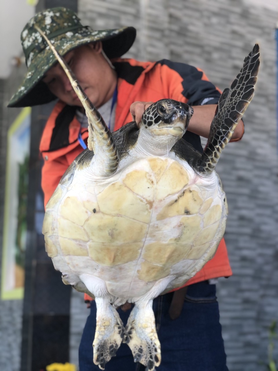 Thả rùa biển quý hiếm nặng 10,5 kg về biển - 3 Thả rùa biển quý hiếm nặng 10,5 kg về biển - 3