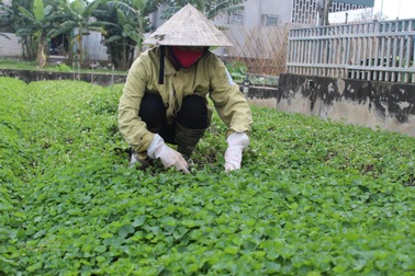 Nghệ An: Trồng rau má thu trăm triệu đồng