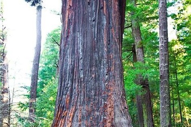 Độc đáo những đường hầm đi qua... gốc cây khổng lồ