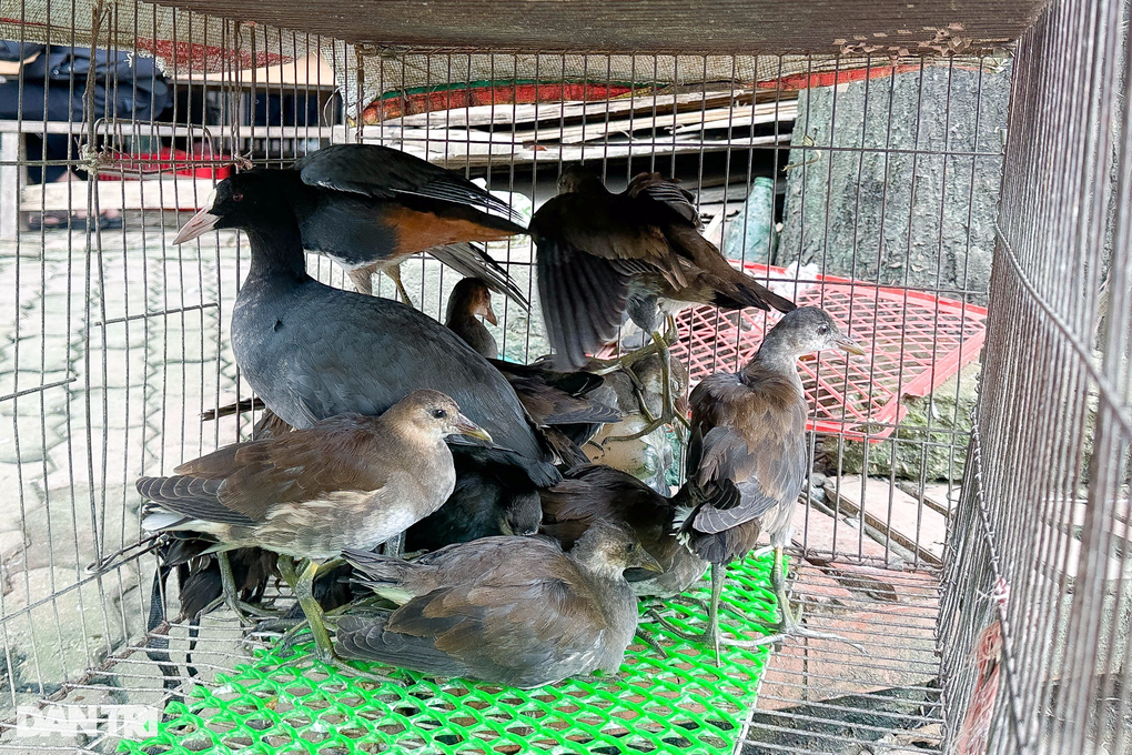 Nghĩa địa tận diệt chim trời Hà Nội: Vấn nạn nhiều năm nhưng khó ngăn chặn? - 3 Nghĩa địa tận diệt chim trời Hà Nội: Vấn nạn nhiều năm nhưng khó ngăn chặn? - 3