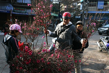 Đào rẻ nhưng sức mua... “không khỏe” 