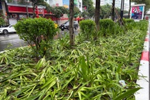 5.000m2 hoa, cây cảnh bị mất, hư hỏng sau 2 buổi tổng hợp luyện diễu binh