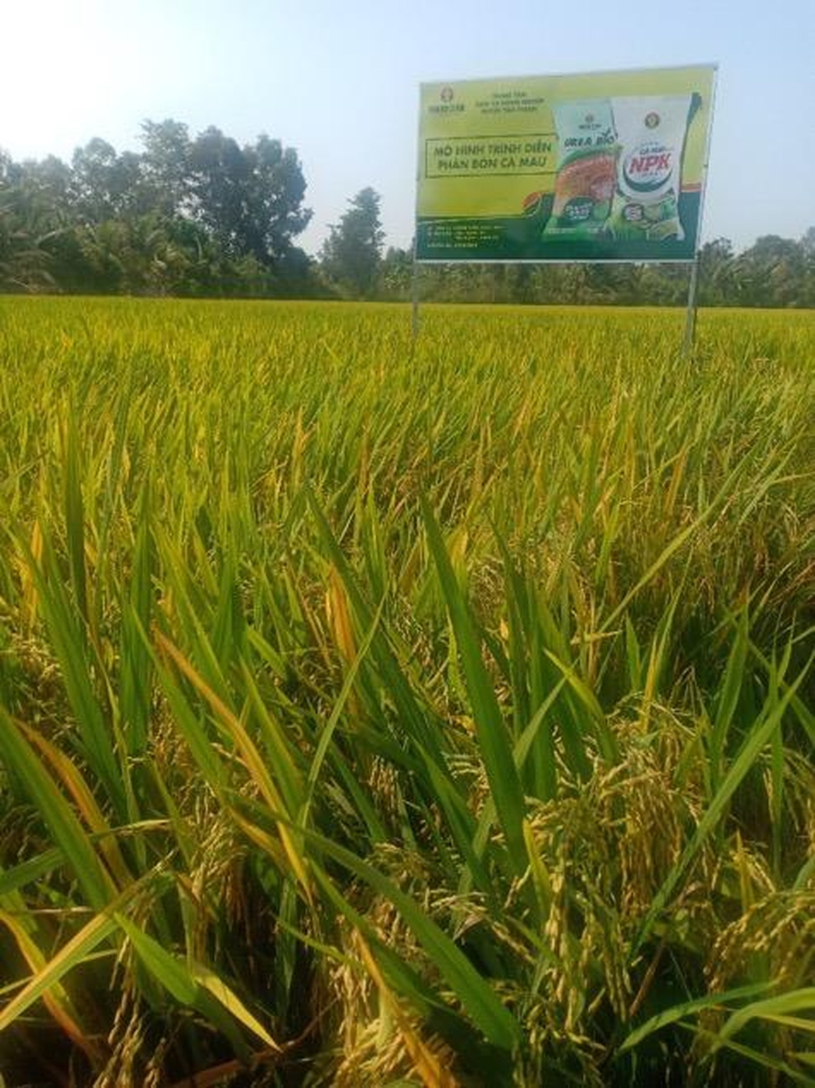 NPK Cà Mau - giải pháp canh tác cho nông dân - 1 NPK Cà Mau - giải pháp canh tác cho nông dân - 1