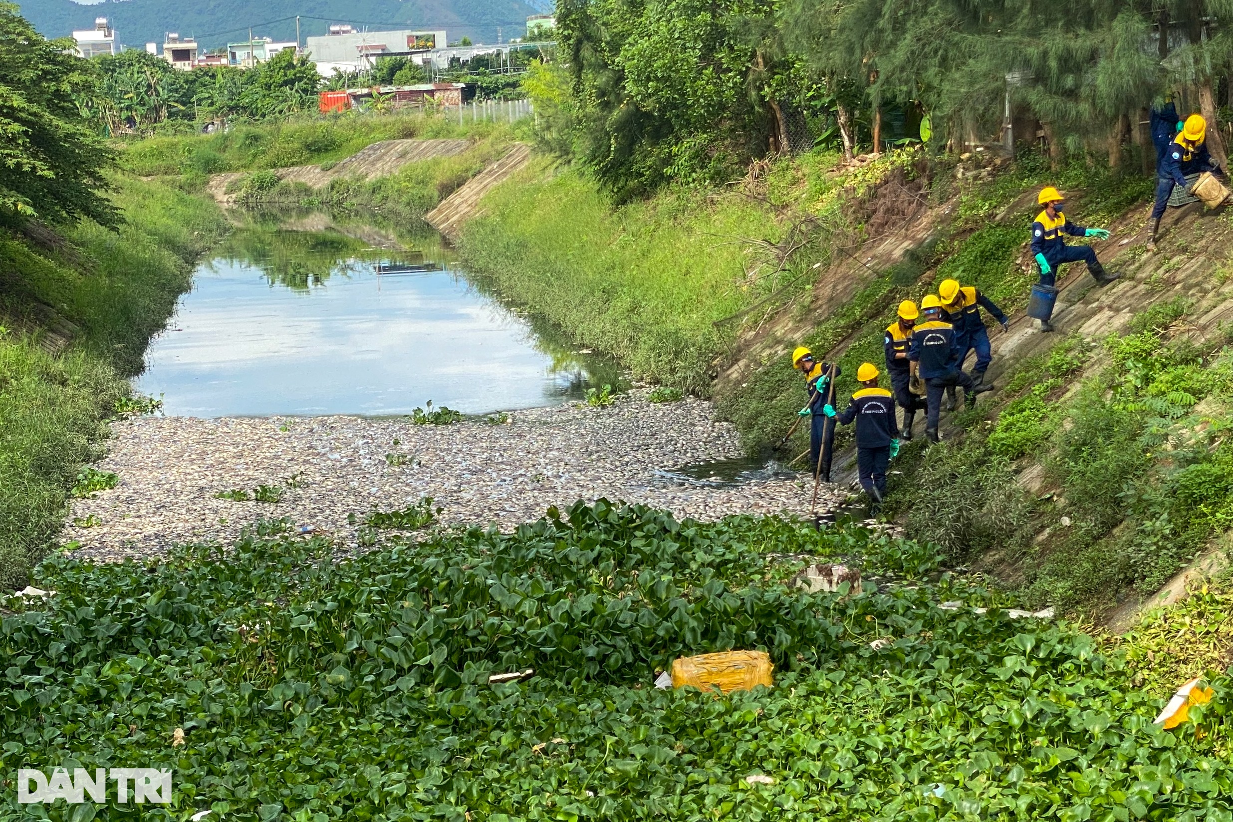 View - Cá chết trắng trên dòng kênh đen ngòm ở Đà Nẵng | Báo Dân trí