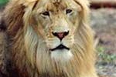 8 tuổi đánh nhau với sư tử cứu em gái