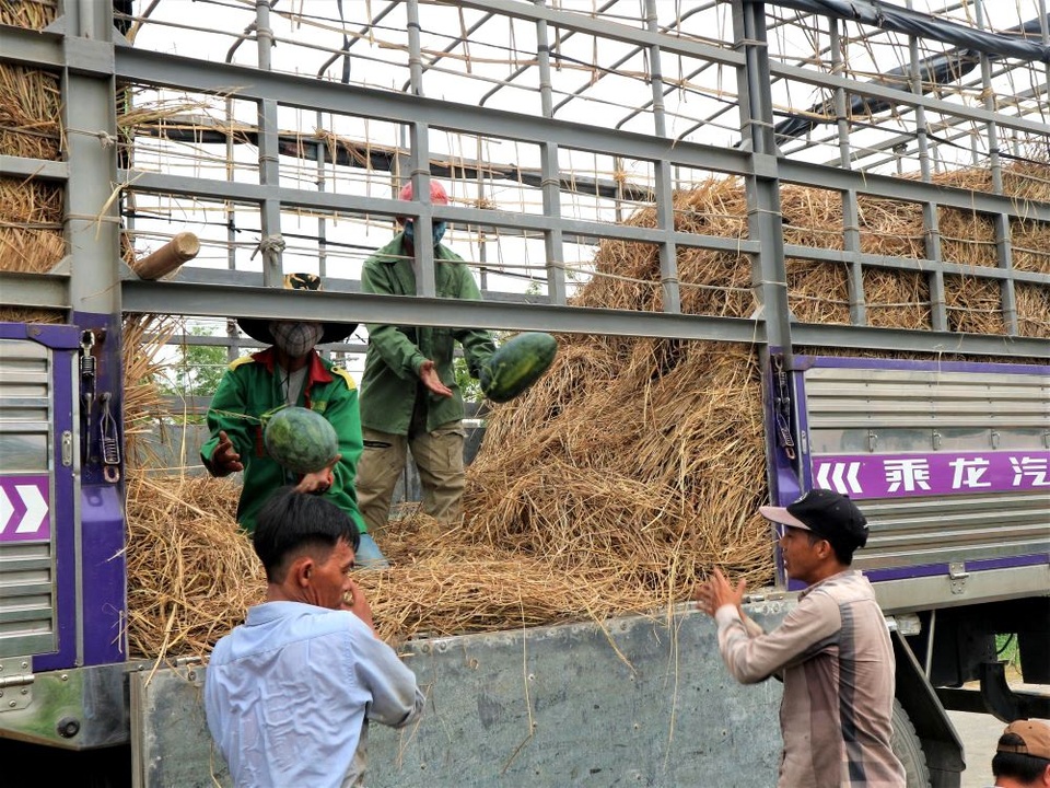 Nông dân thấp thỏm vì dưa hấu sáng một giá, chiều một giá - 6 Nông dân thấp thỏm vì dưa hấu sáng một giá, chiều một giá - 6