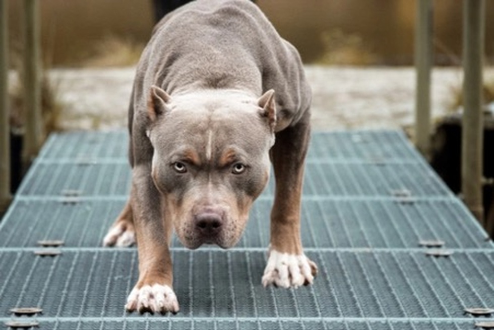 Xử lý thế nào khi bị chó cắn, mèo cào để tránh bệnh dại? - 2 Xử lý thế nào khi bị chó cắn, mèo cào để tránh bệnh dại? - 2