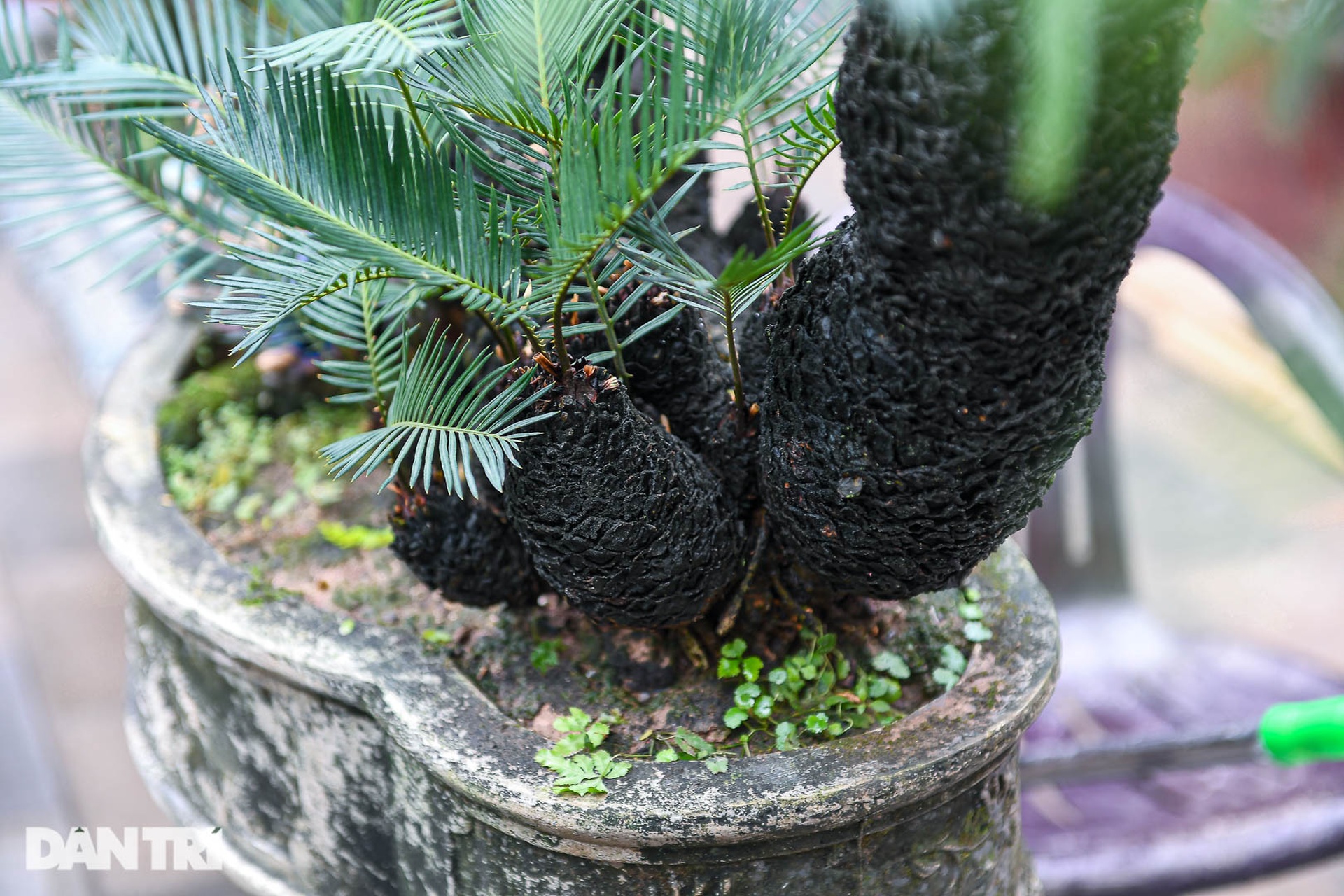 Vạn tuế bonsai giá chục triệu đồng hút khách chơi Tết ở Hà Nội - 4 Vạn tuế bonsai giá chục triệu đồng hút khách chơi Tết ở Hà Nội - 4