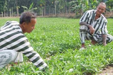 Những phạm nhân đón Tết