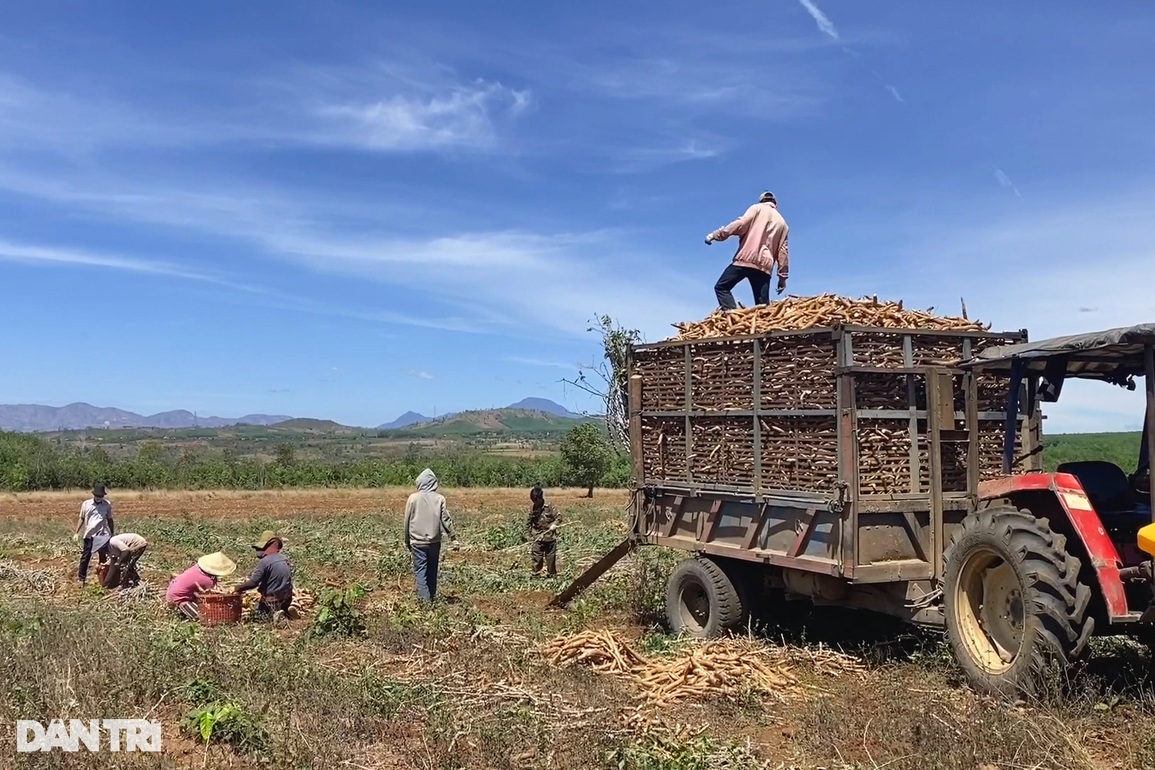 Dân loay hoay tìm kế thoát nghèo sau công trình ánh sáng - 4 Dân loay hoay tìm kế thoát nghèo sau công trình ánh sáng - 4