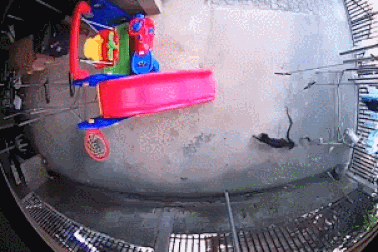 Chó hy sinh mạng sống, chiến đấu chống lại rắn hổ mang để bảo vệ chủ nhà