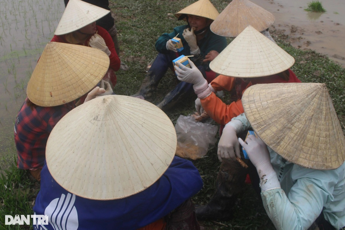 Nghề bán mặt cho đất, bán lưng cho trời kiếm 300 nghìn mỗi ngày - 4 Nghề bán mặt cho đất, bán lưng cho trời kiếm 300 nghìn mỗi ngày - 4