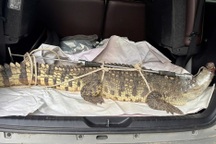 Cá sấu nặng 50kg xuất hiện trong khu dân cư