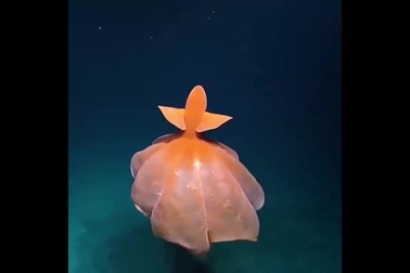 Bạch tuộc làm phồng cơ thể để tự vệ