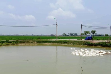 Vụ chăn trâu bò phải đóng phí đồng cỏ: Gà vịt ra đồng cũng bị xử phạt!