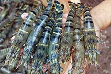 Tôm, cá Việt: coi chừng bị nước ngoài tẩy chay