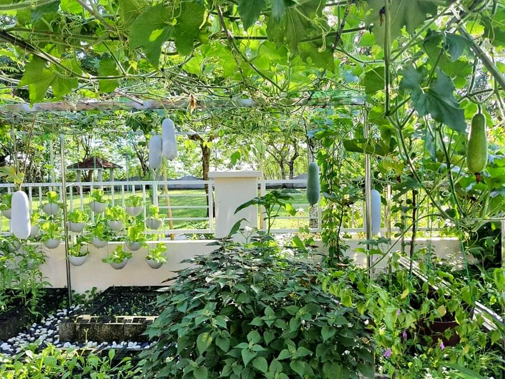 Khu vườn đẹp với hơn chục loại rau trái của mẹ Việt ở Malaysia - 5 Khu vườn đẹp với hơn chục loại rau trái của mẹ Việt ở Malaysia - 5