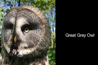 Chim cú - "vua" của bóng đêm