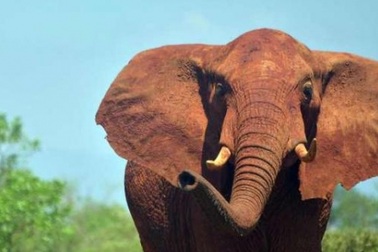 Voi giẫm chết du khách đang chụp ảnh ở Kenya