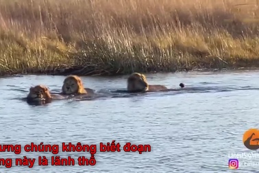 Dù được xem là “vua thảo nguyên”, sư tử vẫn suýt mất mạng vì loài này