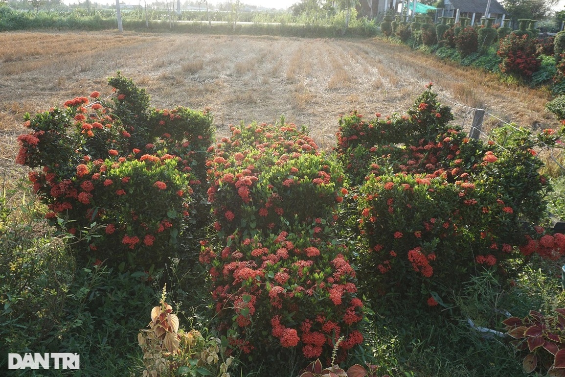 Hàng cây cảnh có một không hai khiến vạn người mê của lão nông miền Tây - 4 Hàng cây cảnh có một không hai khiến vạn người mê của lão nông miền Tây - 4